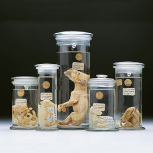 Several jars of preserved mammal specimens